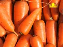 Садоводство: Урожай моркови