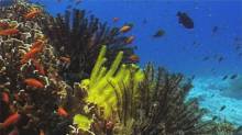 Кадр из Дайвинг: Андаманское море. King Cruiser Reef
