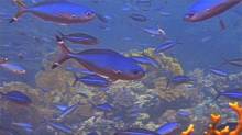 Кадр из Дайвинг: Красное море. St. Jones Reefs. Grey Reef