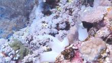 Кадр из Дайвинг: Красное море. Elphinstone Reef