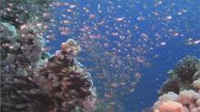 Кадр из Дайвинг: Красное море. Garden reef