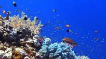 Кадр из Дайвинг: Судан. Elphinstone Reef