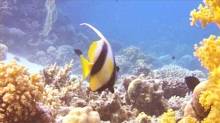Кадр из Дайвинг: Samadai (Dolphin-reef)