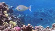 Кадр из Дайвинг: Elphinstone reef