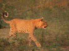 Кадр из Жизнь животных - Плотоядные (Леопард)