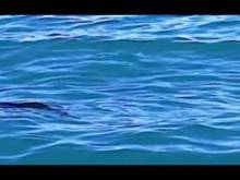 Кадр из Жизнь животных - Плотоядные (Большая белая акула)