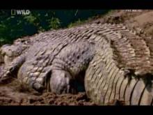 Кадр из Жизнь животных - Плотоядные (Крокодил)
