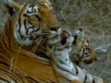 Кадр из Жизнь животных - Плотоядные (Тигр)