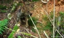 Кадр из Волчий закон