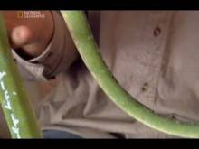 Запреты: Домашние питомцы (Выпуск 9)